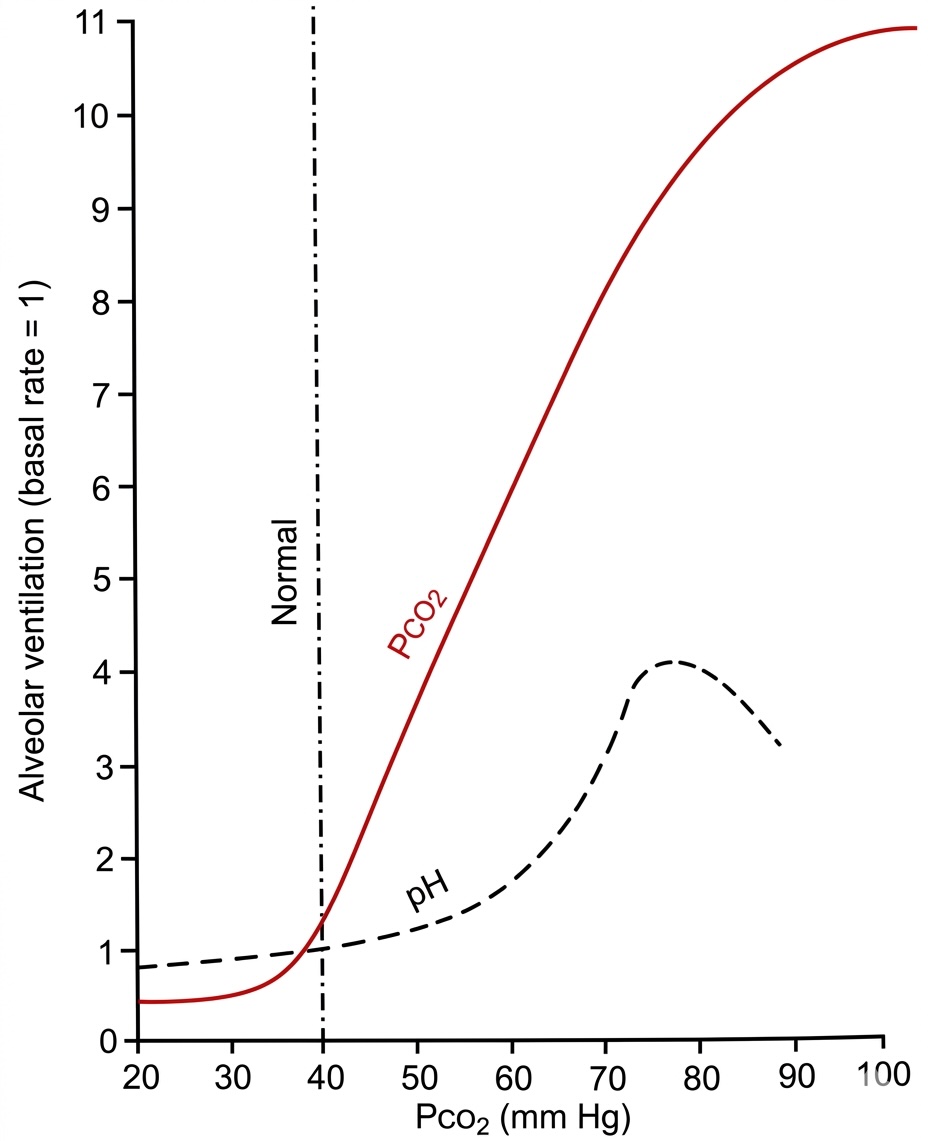 Figure 2: Effect of alveolar P_{CO_2} on alveolar ventilation. Adapted from Guyton and Hall, 1991.