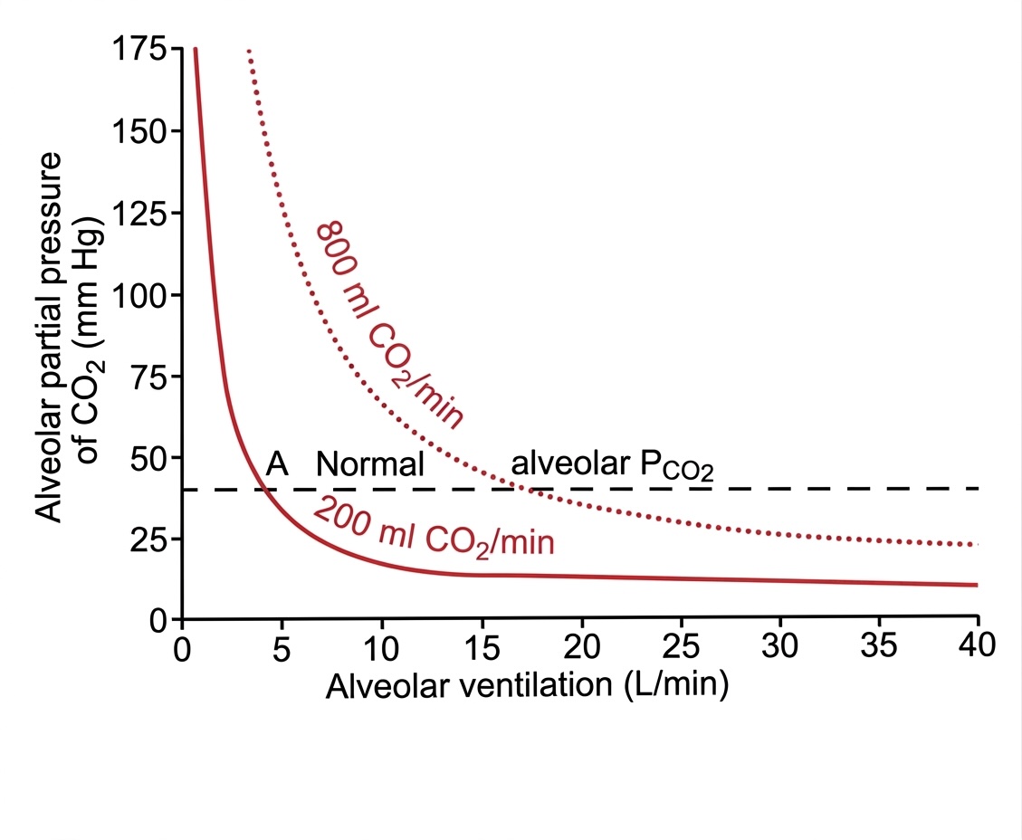 Figure 1: Effect of alveolar ventilation on alveolar P_{CO_2} at two rates of carbon dioxide excretion from the blood, 200 ml/min and 800 ml/min. Adapted from Guyton and Hall, 1991.