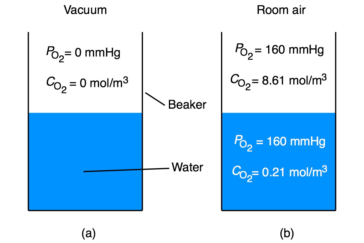Figure 1: (a) Water in a beaker placed in a vacuum has no oxygen. (b) At equilibrium with room air the partial pressure in the water and in the air above the water is the same. However, the concentration of oxygen in the two phases is different.